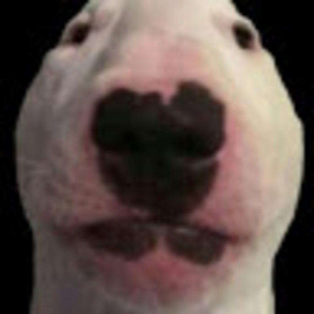 Meet your Posher, Meow